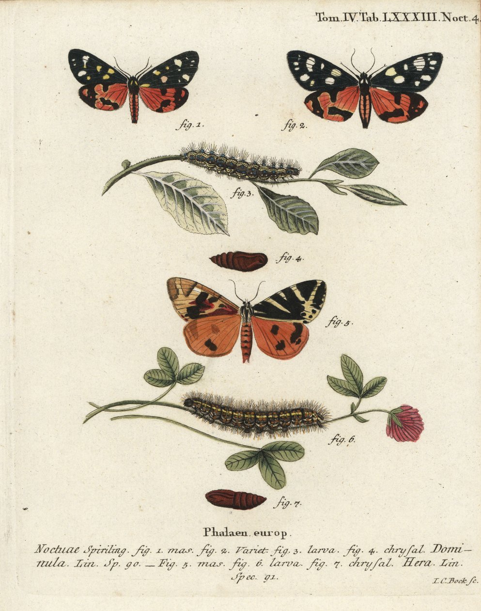 Scarlet tiger moth, Callimorpha dominula 1-4, and Jersey tiger moth, Euplagia quadripunctaria 5-7. Handcoloured copperplate engraving by Johann Carl Bock after Eugenius Johann Christoph Esper’s Die Schmetterlinge in Abbildungen nach der Natur, Erlangen by Johann Carl Bock