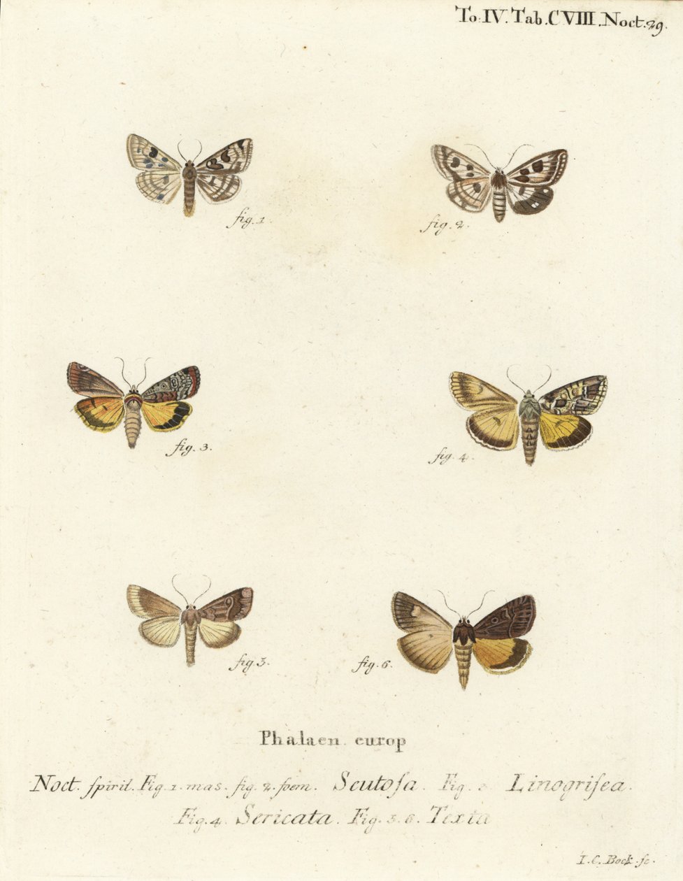 Spotted Clover, Guernsey Underwing, and Straw Underwing (Illustration from Die Schmetterlinge) by Johann Carl Bock