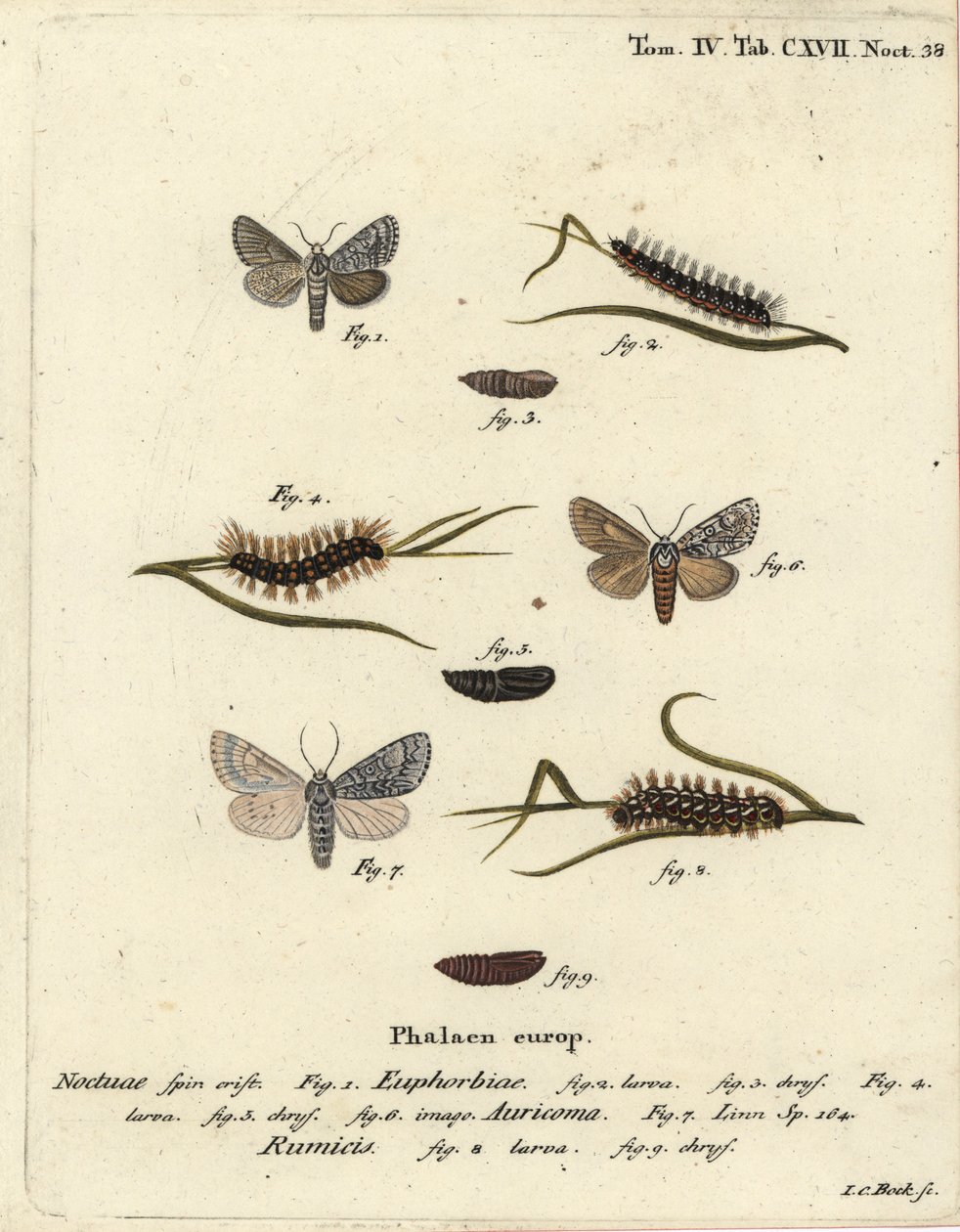 Sweet Gale Moth, Acronicta Euphorbiae, Scarce Dagger, Acronicta Auricoma, and Knot Grass Moth, Acronicta Rumicis. Handcoloured Copperplate Engraving by Johann Carl Bock after Eugenius Johann Christoph Esper’s Die Schmetterlinge in Abbildungen by Johann Carl Bock
