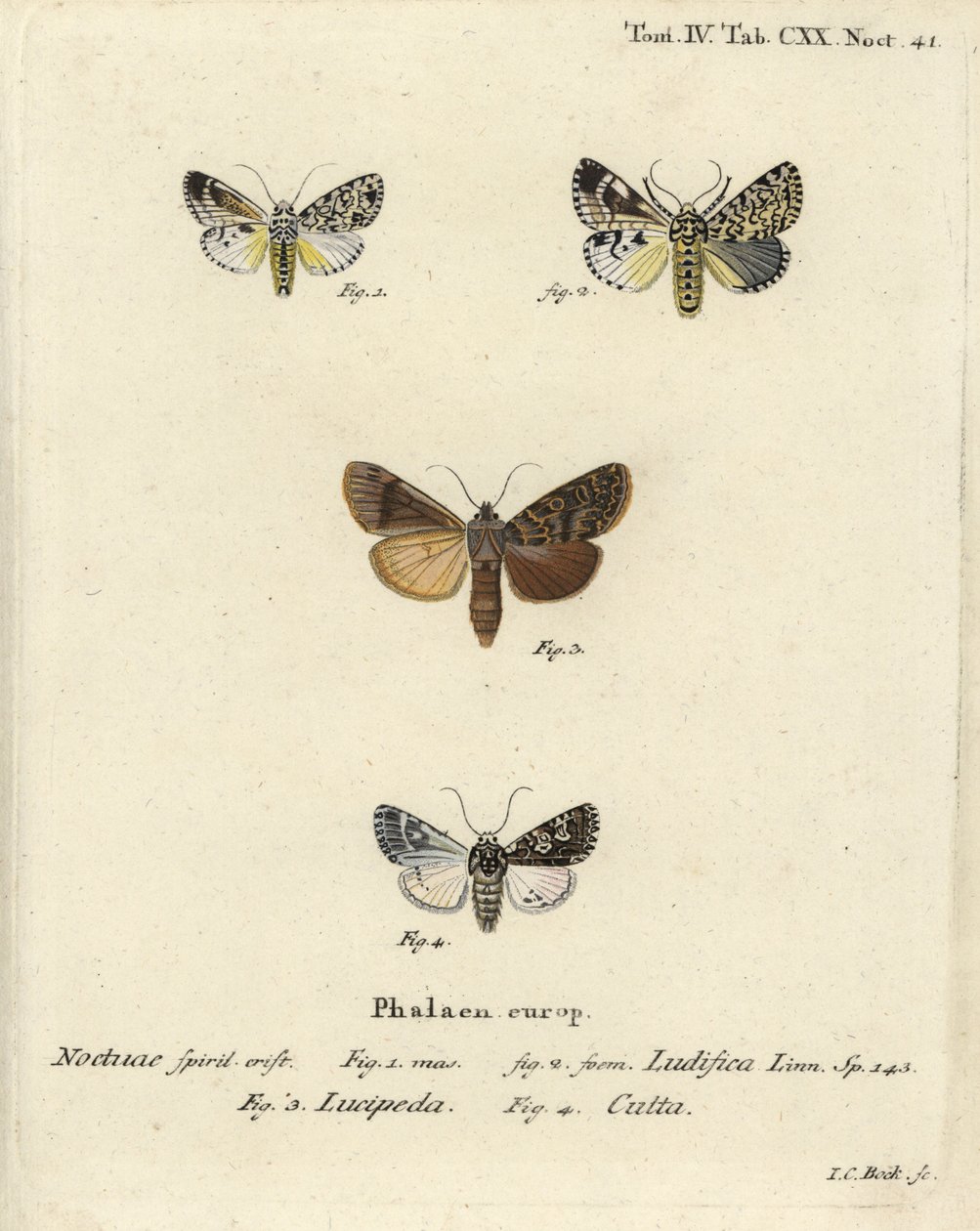 Trichosea ludifica 1,2, southern rustic, Rhyacia lucipeta 3, and Lamprosticta culta 4. Handcoloured copperplate engraving by Johann Carl Bock after Eugenius Johann Christoph Esper’s Die Schmetterlinge in Abbildungen nach der Natur, Erlangen by Johann Carl Bock