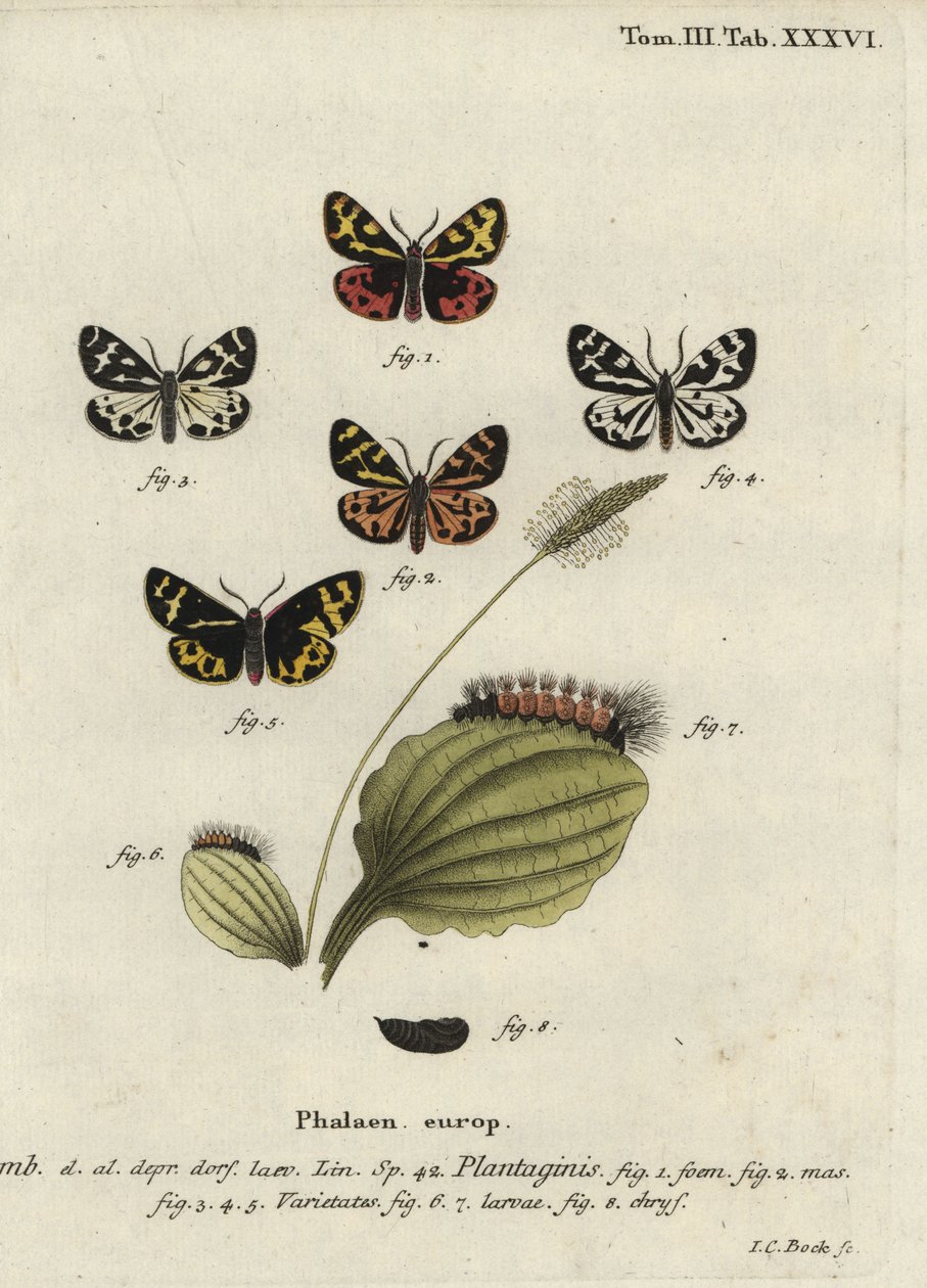 Wood tiger moth, Parasemia plantaginis by Johann Carl Bock