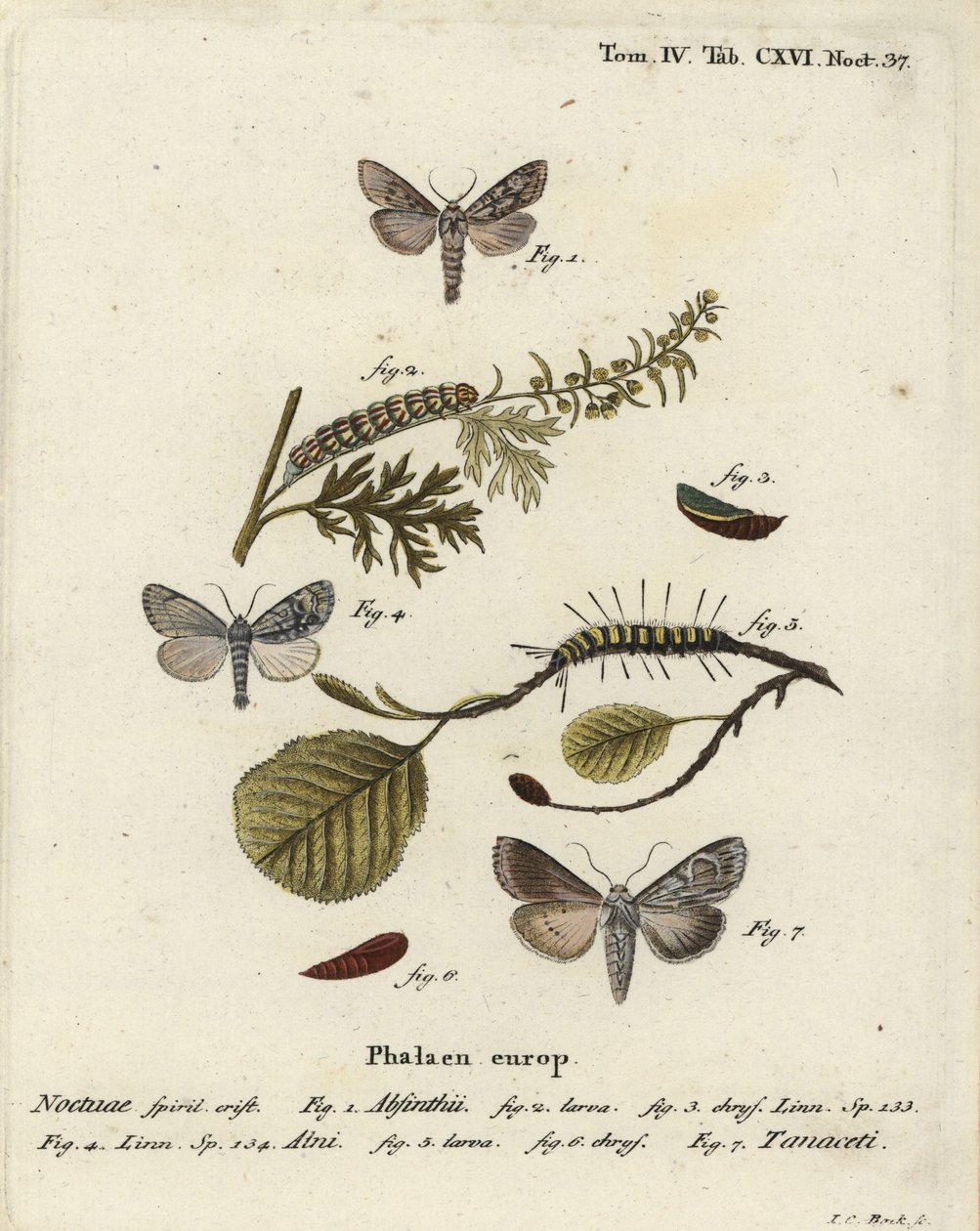 Wormwood Moth, Alder Moth, and Cucullia Tanaceti. Handcoloured Copperplate Engraving by Johann Carl Bock after Eugenius Johann Christoph Esper’s Die Schmetterlinge in Abbildungen nach der Natur, Erlangen by Johann Carl Bock