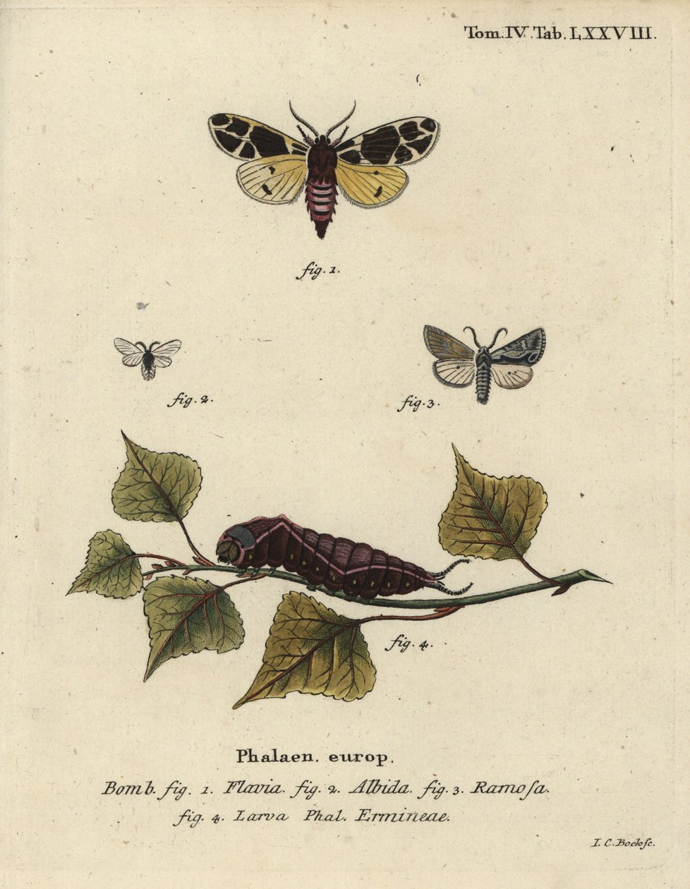 Yellow Tiger Moth, White Ermine Larva, etc. by Johann Carl Bock