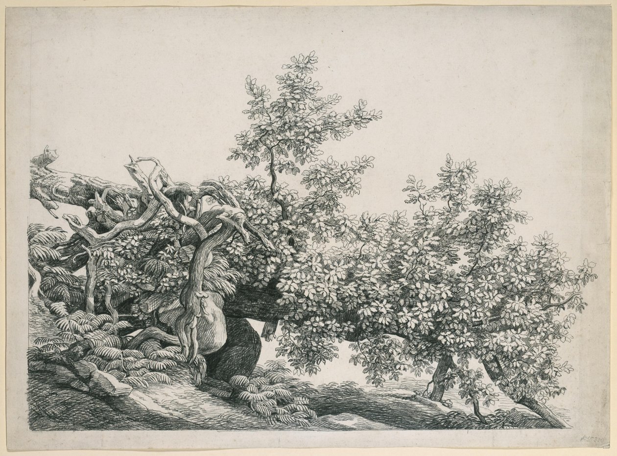 Tree Study. Fallen Trunk with Exposed Roots by Johann Christian Reinhart
