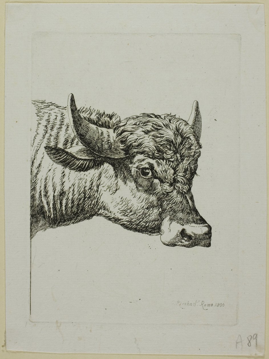 Head of a Buffalo, from Die Zweite Thierfolge by Johann Christian Reinhart