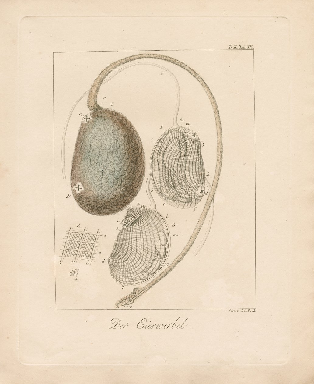 The Egg Structure by Johann Christoph Bock