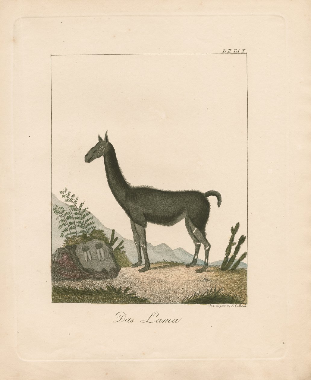 The Llama by Johann Christoph Bock