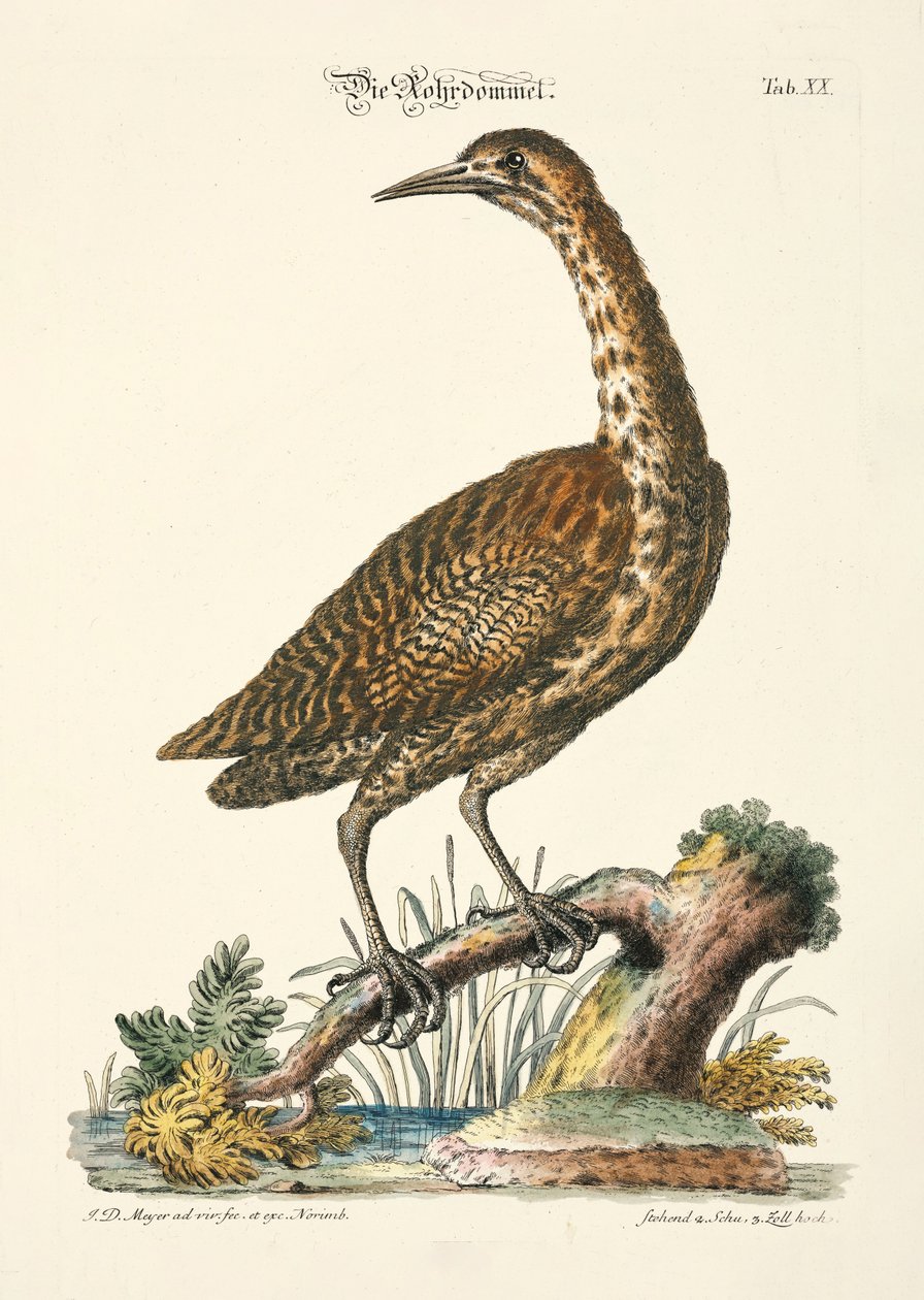 Eurasian Bittern by Johann Daniel Meyer