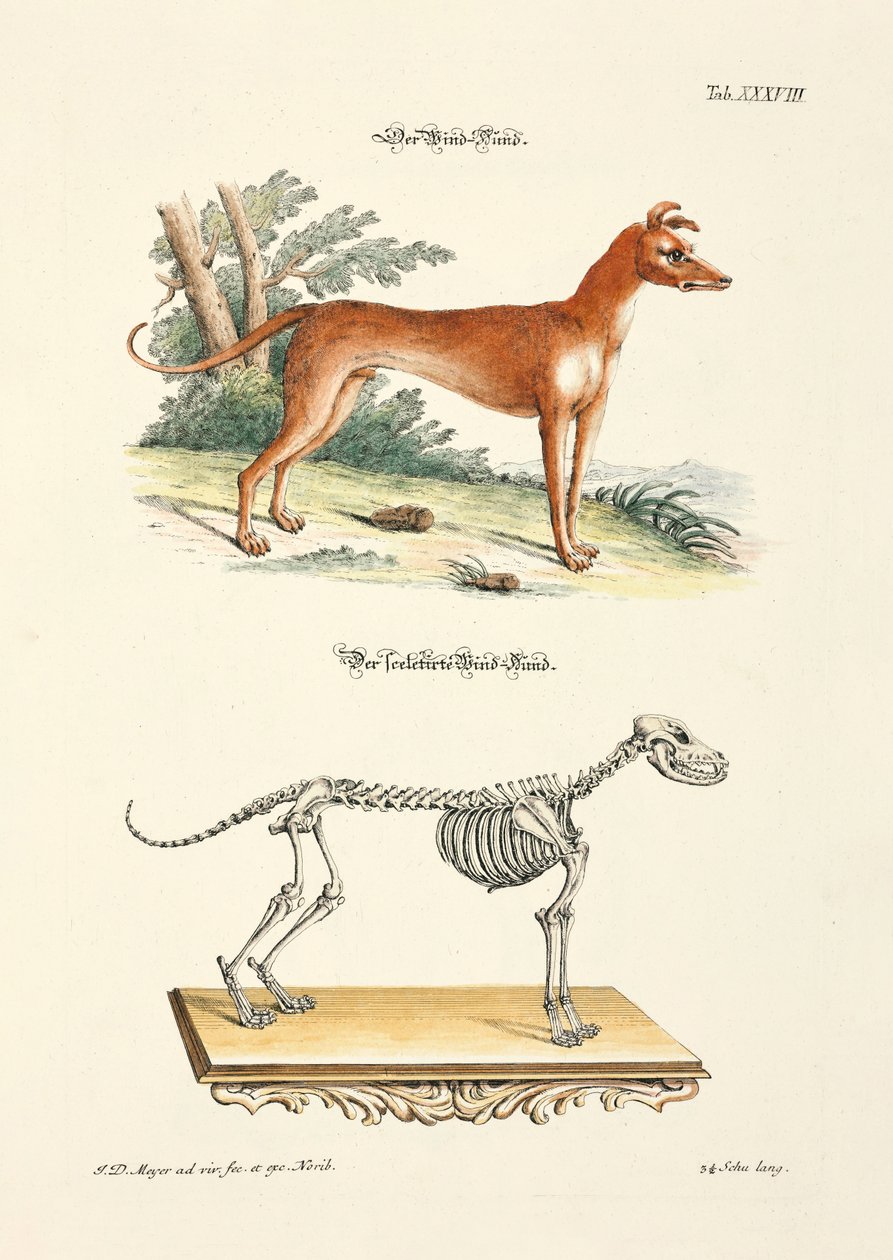 Greyhound and its Skeleton by Johann Daniel Meyer