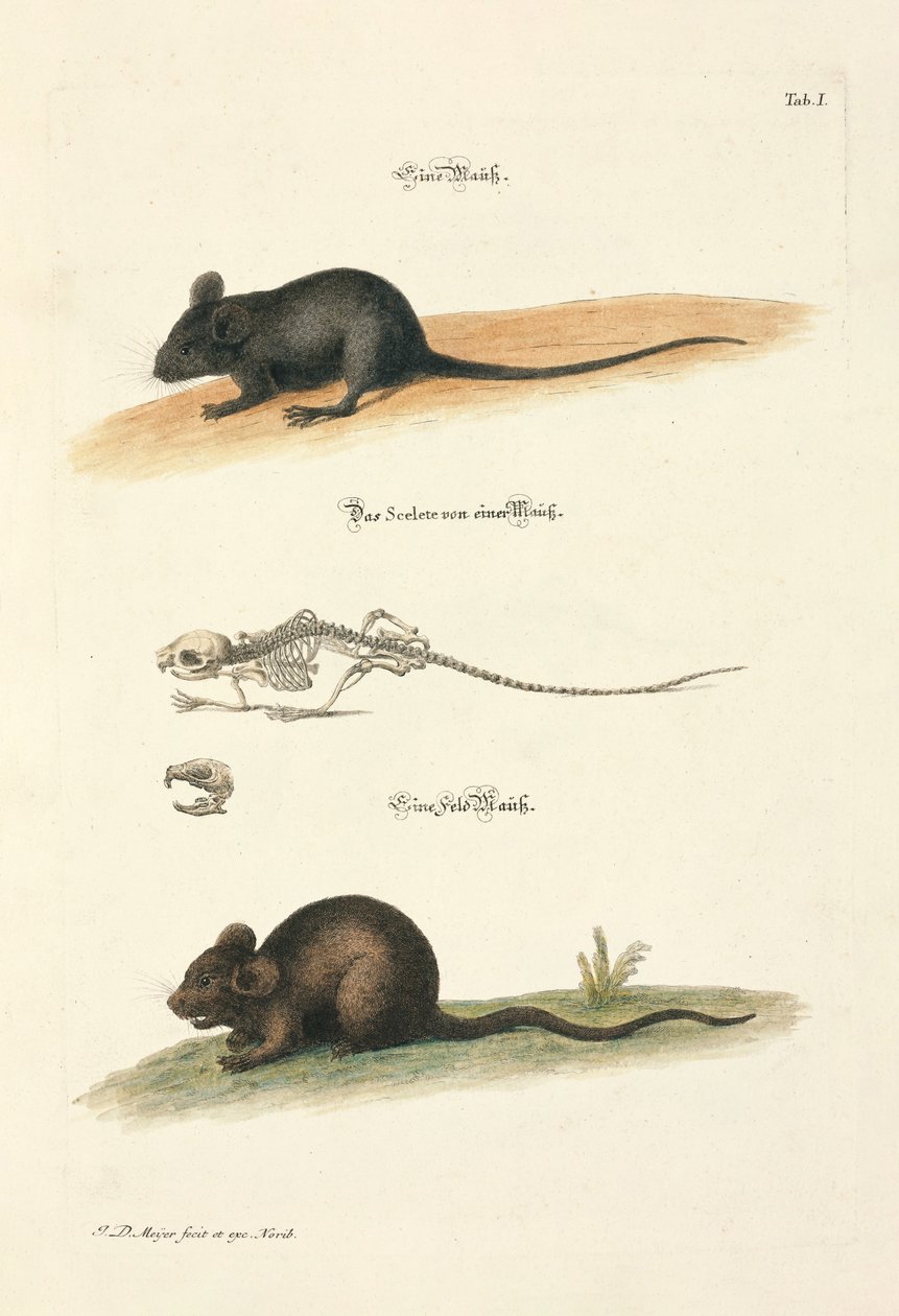 House Mouse and Field Mouse with Skeleton by Johann Daniel Meyer