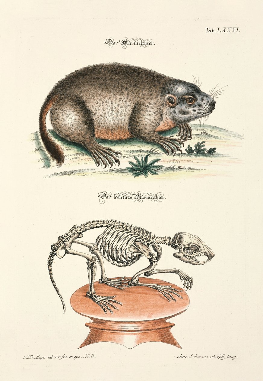 Marmot and its Skeleton by Johann Daniel Meyer