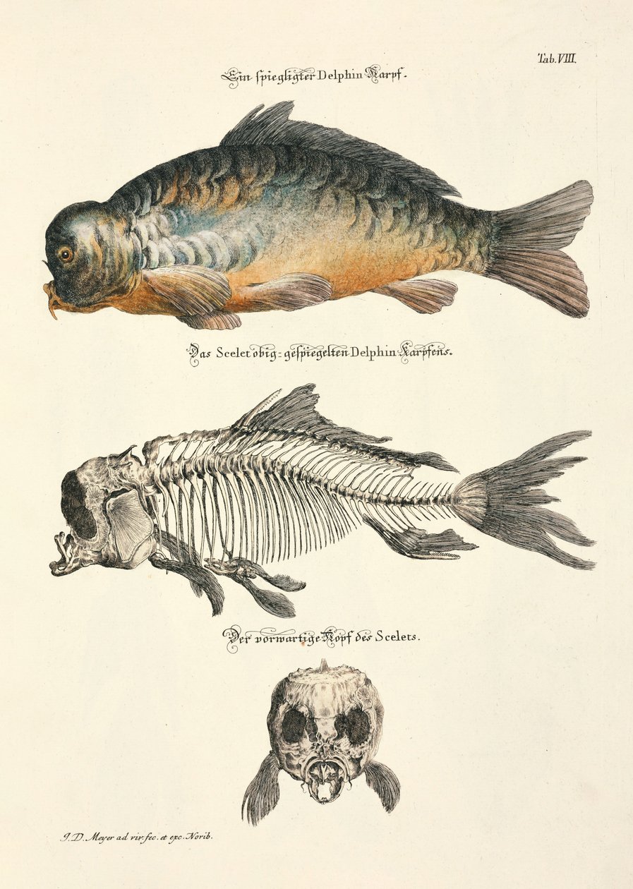 Mirror Carp with Skeleton by Johann Daniel Meyer