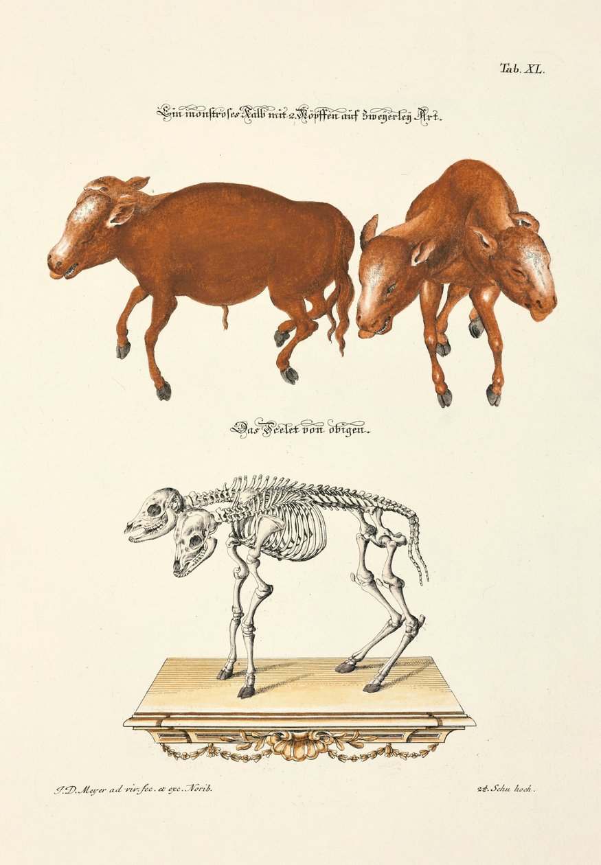 Monstrous Calf with 2 Heads in Two Different Ways by Johann Daniel Meyer