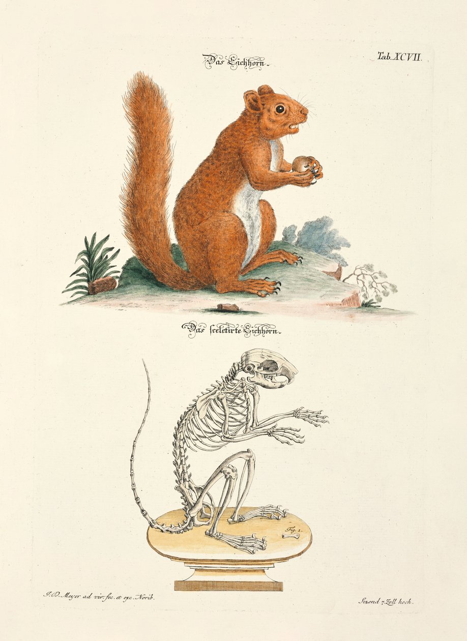 Squirrel and its Skeleton by Johann Daniel Meyer