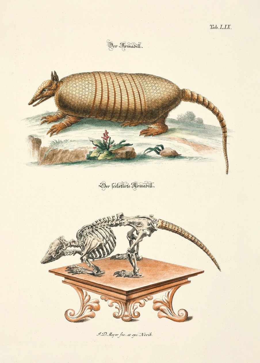 The Armadillo and its Skeleton by Johann Daniel Meyer