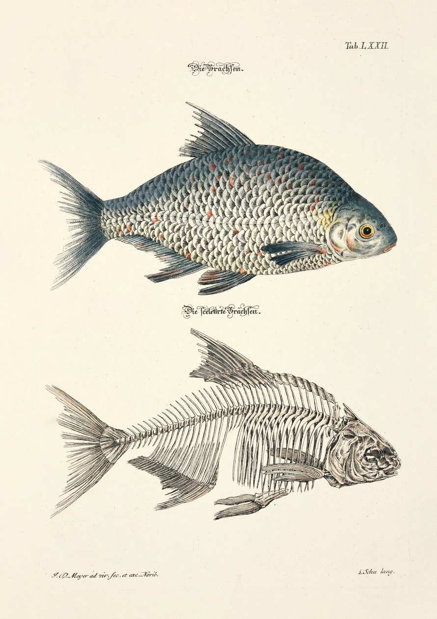 The Common Bream and its Skeleton by Johann Daniel Meyer