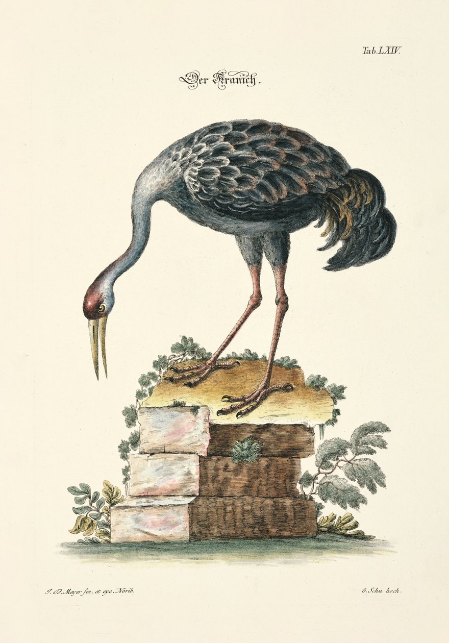 The Crane by Johann Daniel Meyer