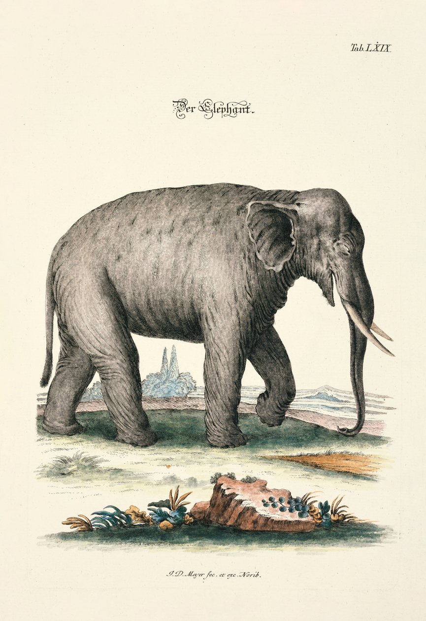 The Elephant by Johann Daniel Meyer