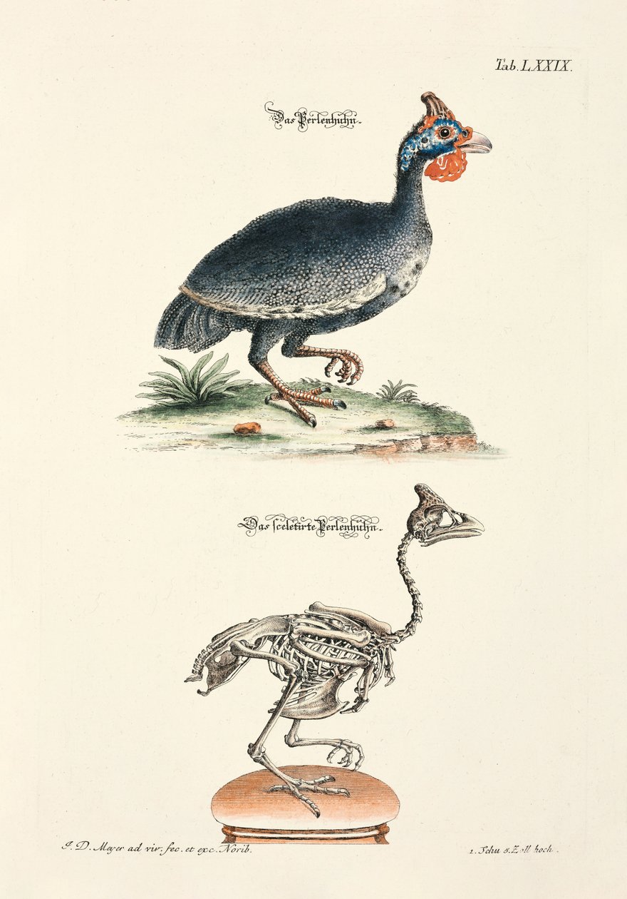 The Guinea Fowl and its Skeleton by Johann Daniel Meyer