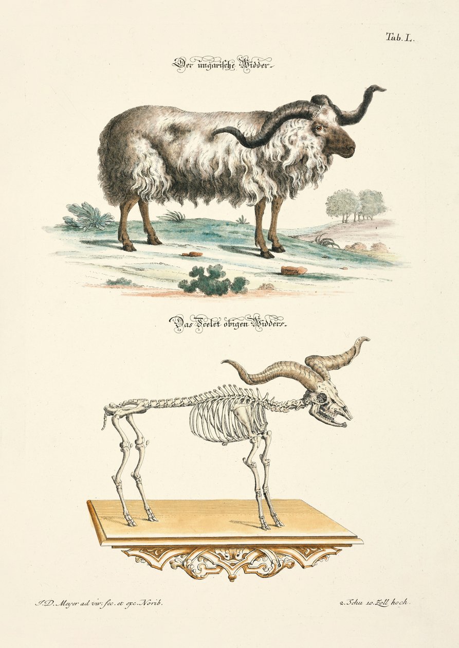 The Hungarian Ram and its Skeleton by Johann Daniel Meyer