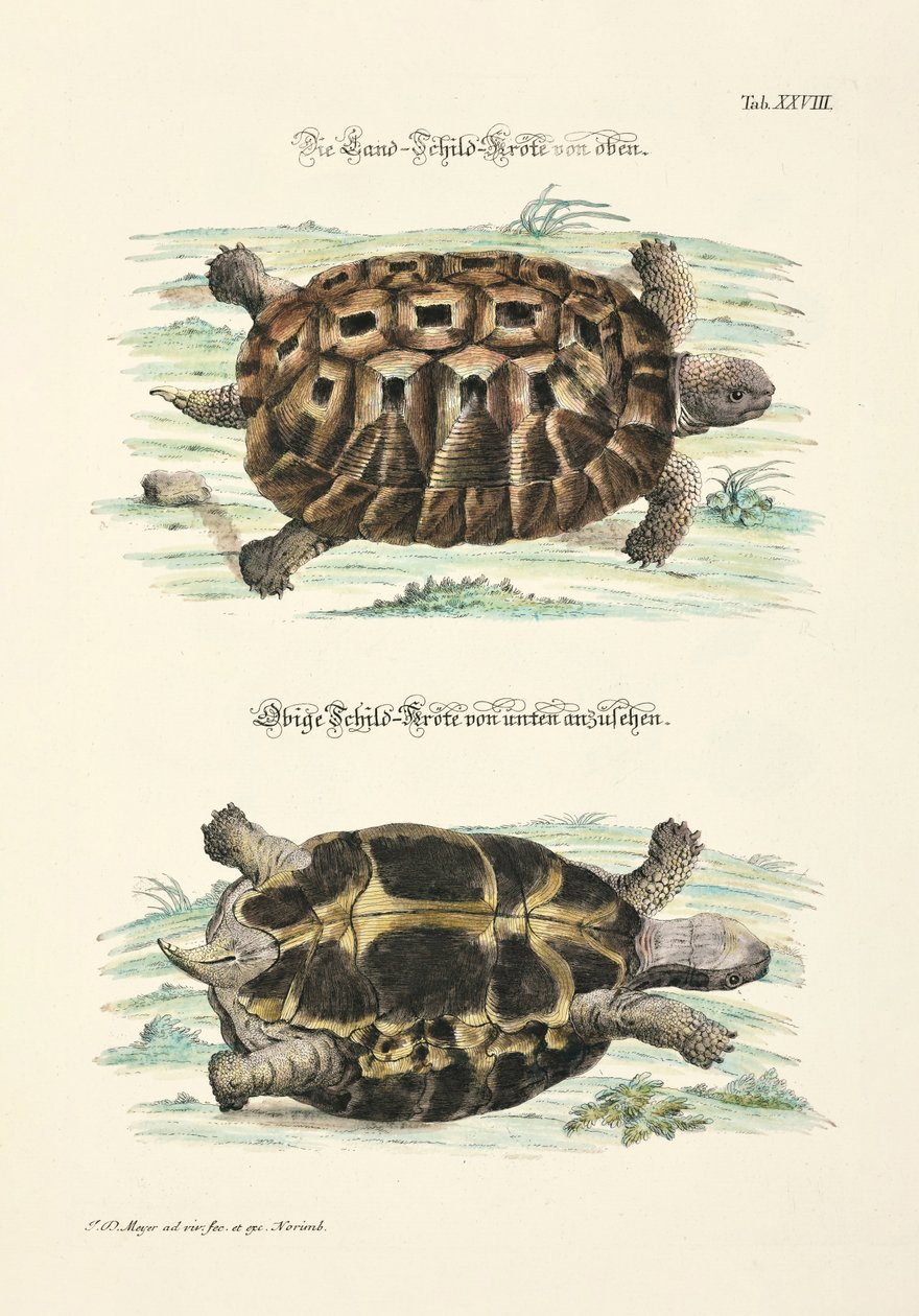 The Land Tortoise from Above and Below by Johann Daniel Meyer