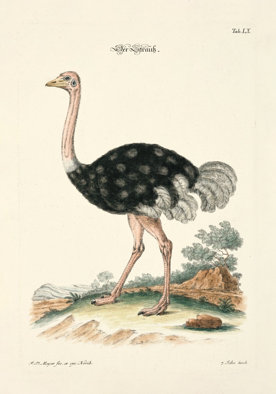 The Ostrich by Johann Daniel Meyer
