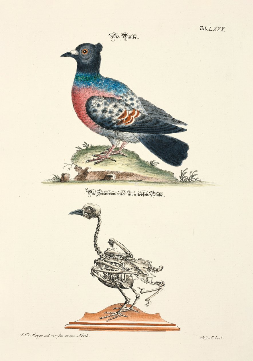 The Pigeon and its Skeleton by Johann Daniel Meyer