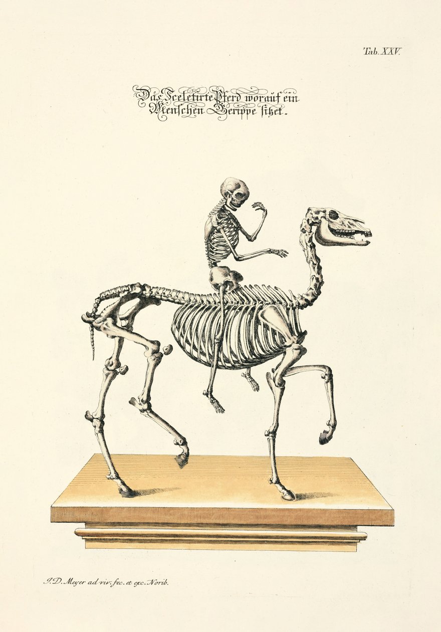 The Skeletonized Horse with a Human Skeleton Riding by Johann Daniel Meyer