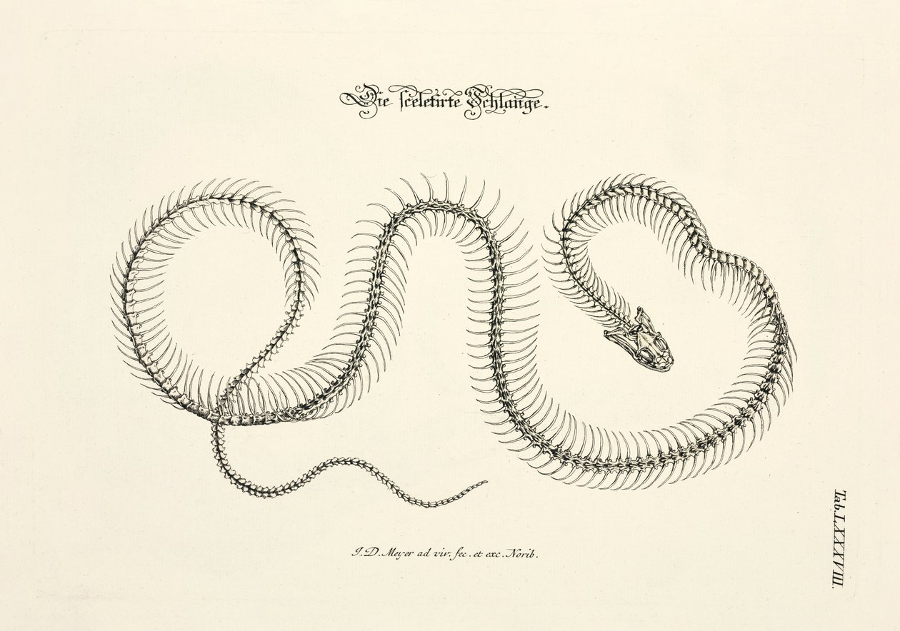 The Skeletonized Snake by Johann Daniel Meyer