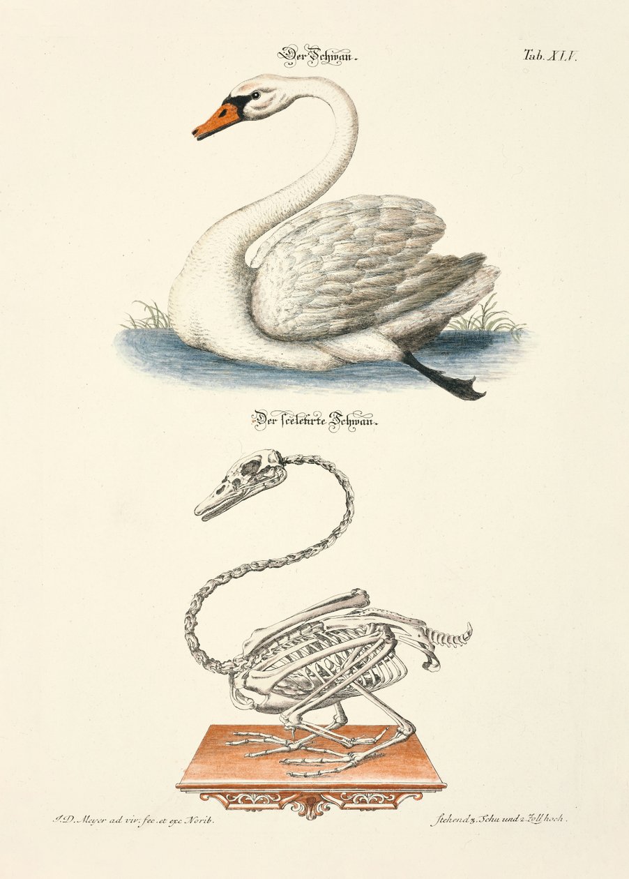 The Swan and its Skeleton by Johann Daniel Meyer