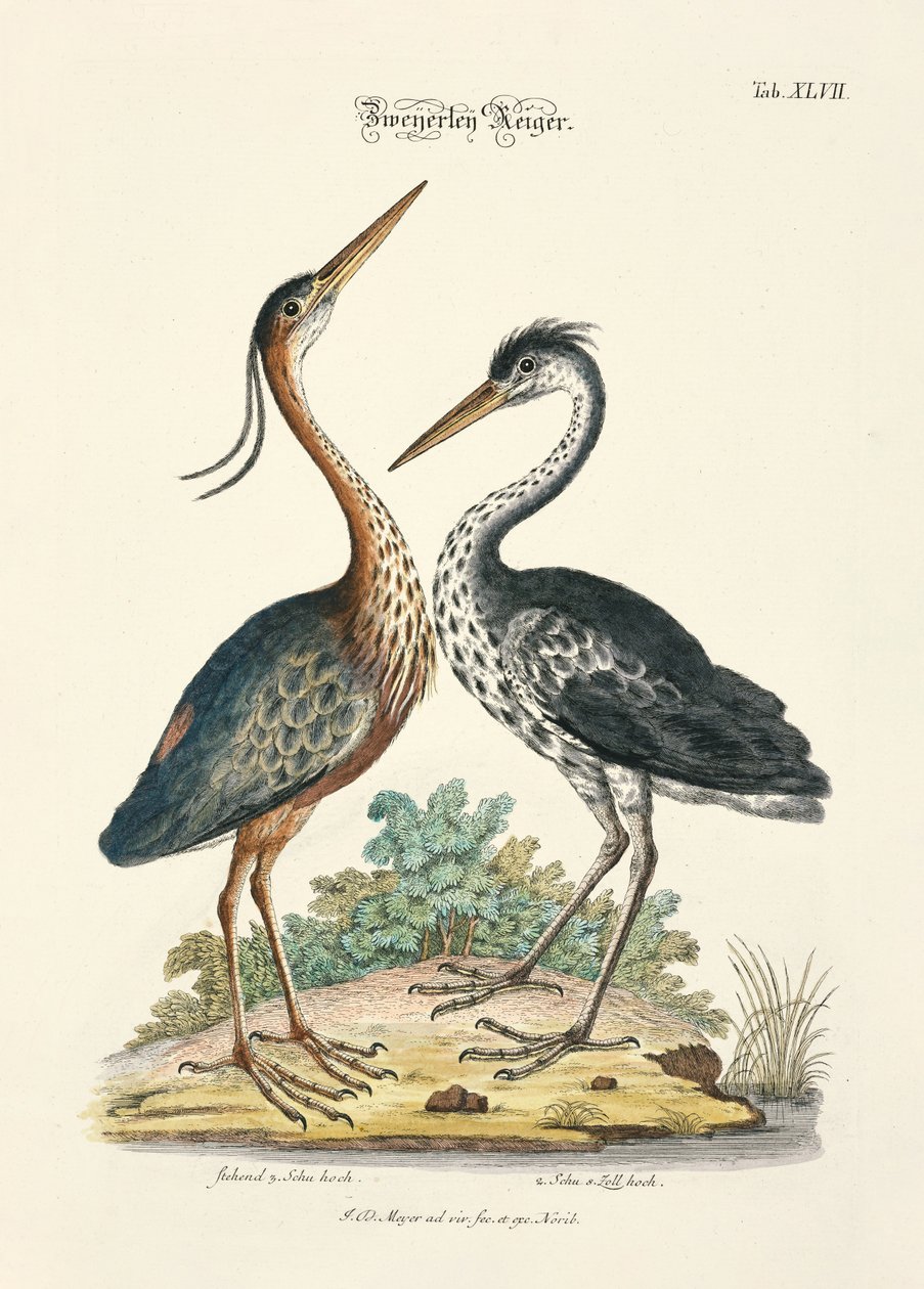 Two Types of Herons by Johann Daniel Meyer