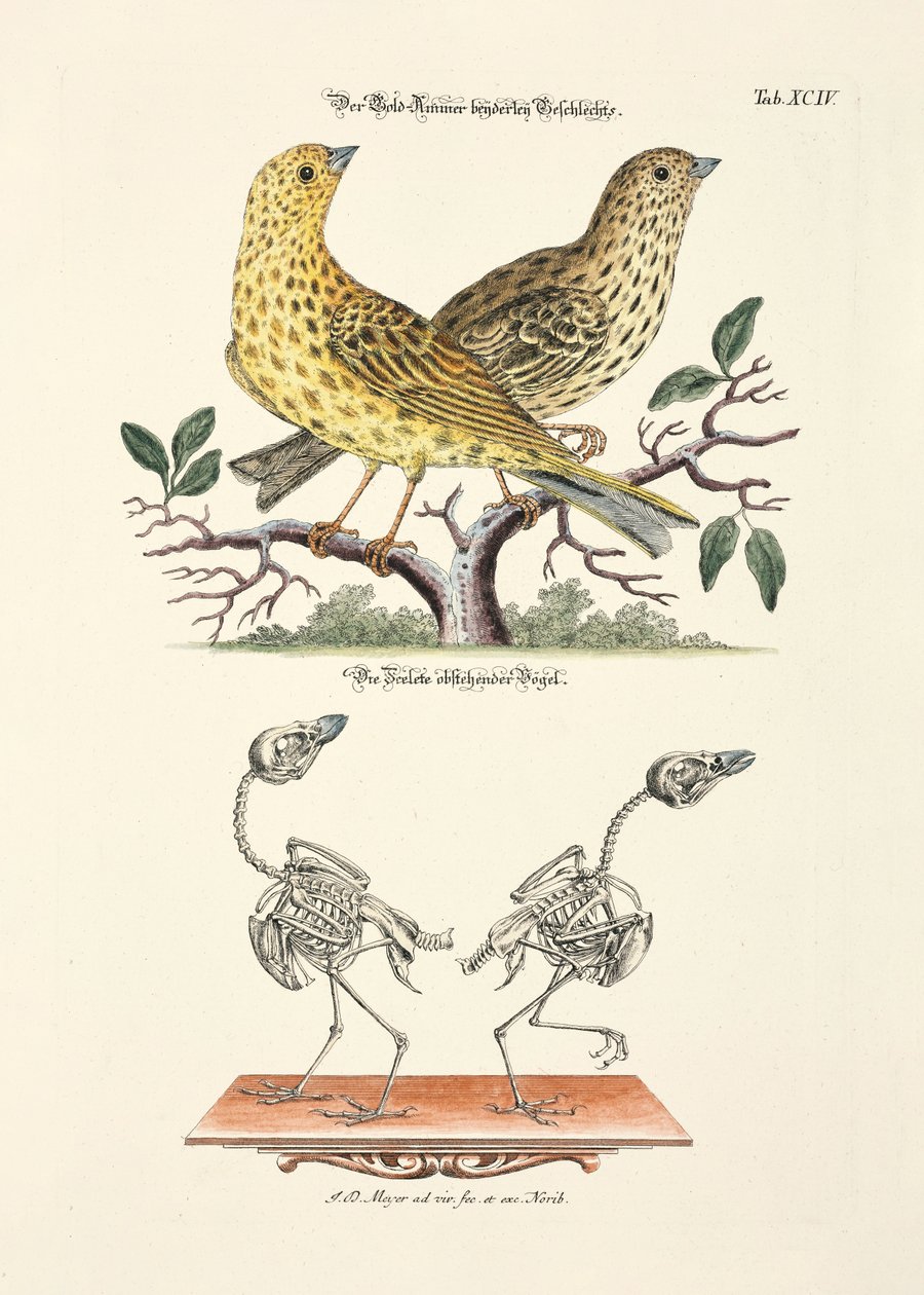 Yellowhammer with Skeleton by Johann Daniel Meyer