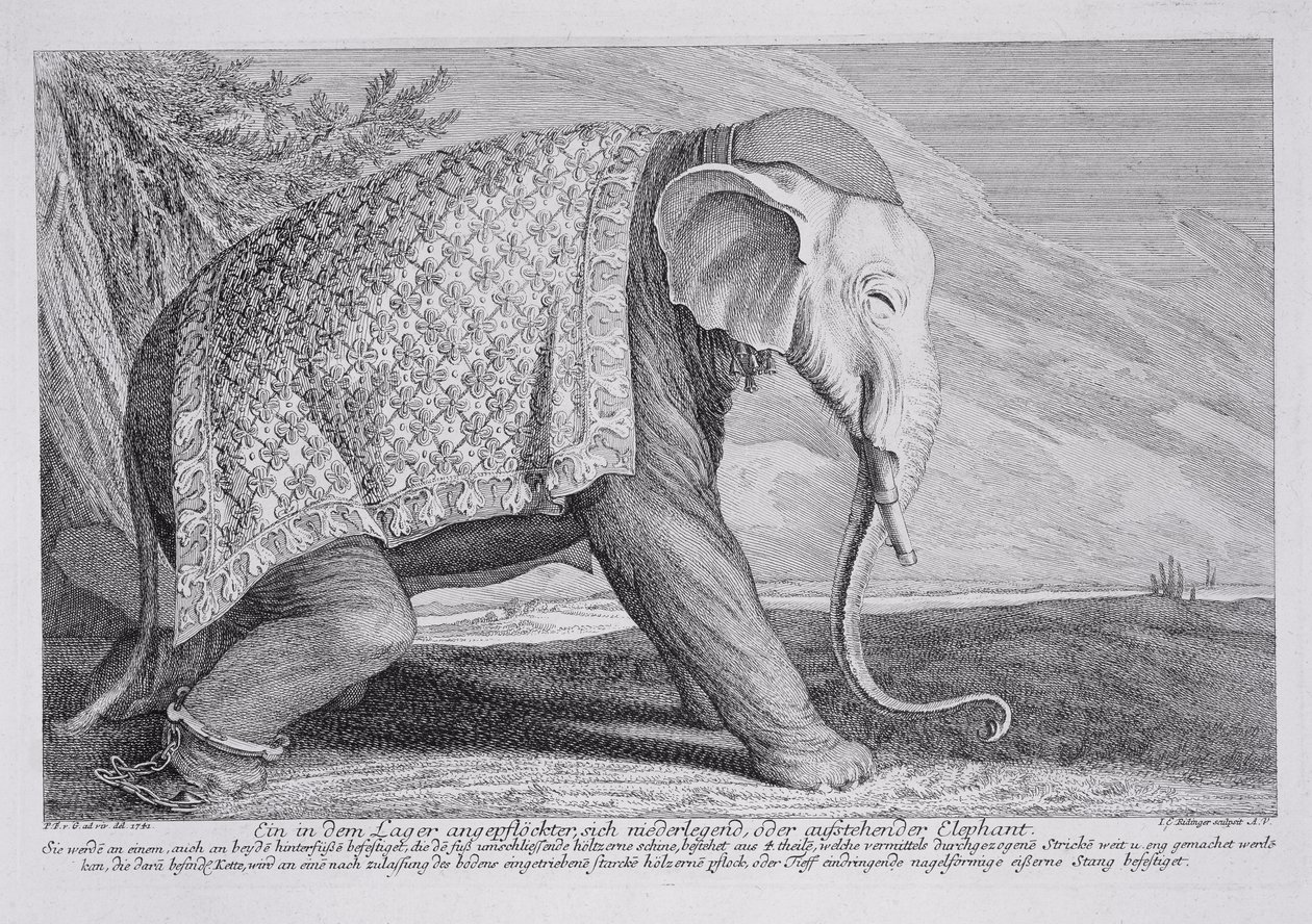 An Elephant by Johann Elias Ridinger or Riedinger