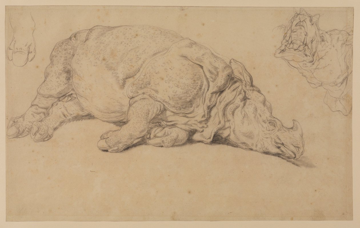 Rhinoceros lying on its side by Johann Elias Ridinger or Riedinger