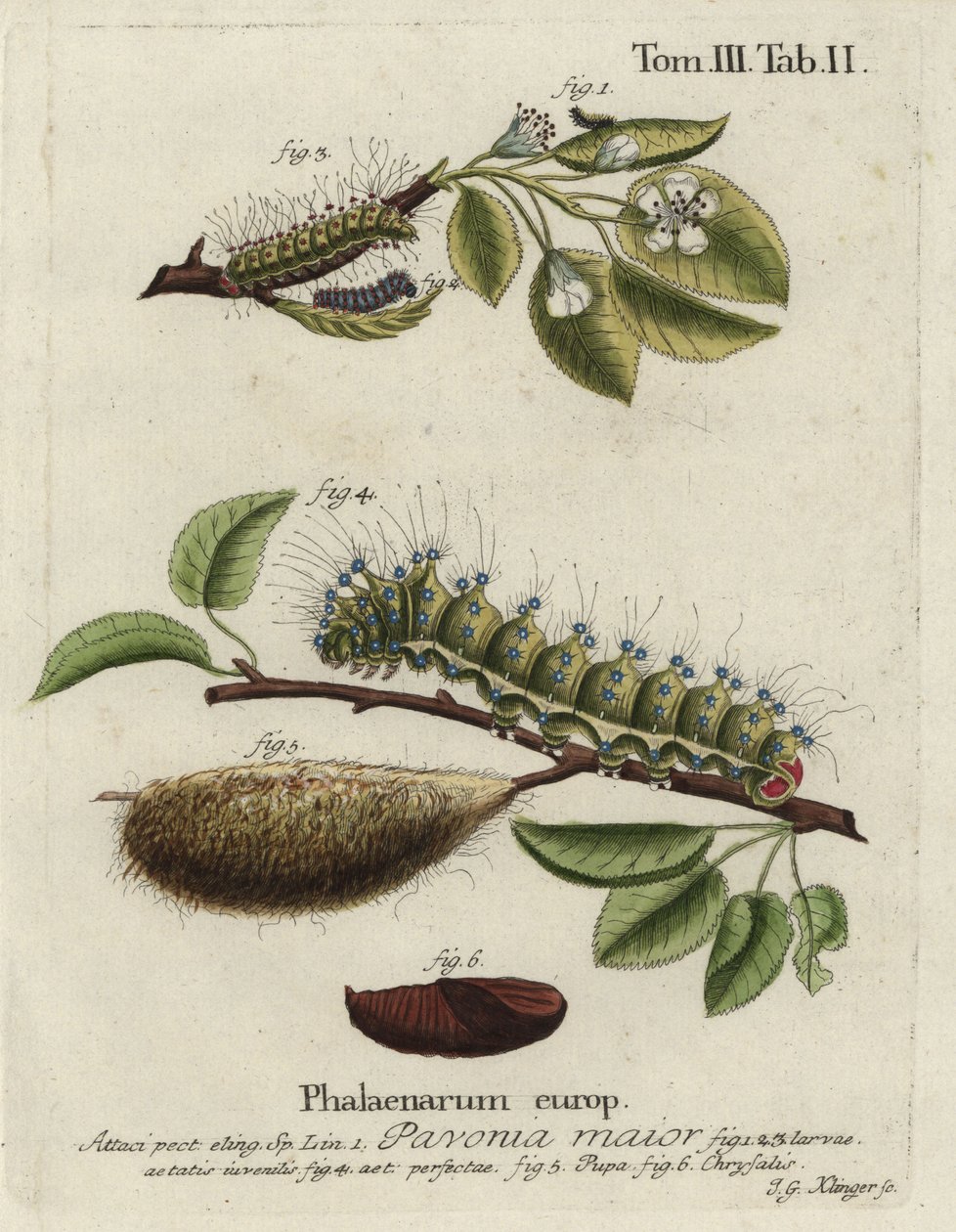 Emperor moth, Saturnia pavonia, larva, pupa, chrysalis. by Johann Georg Klinger