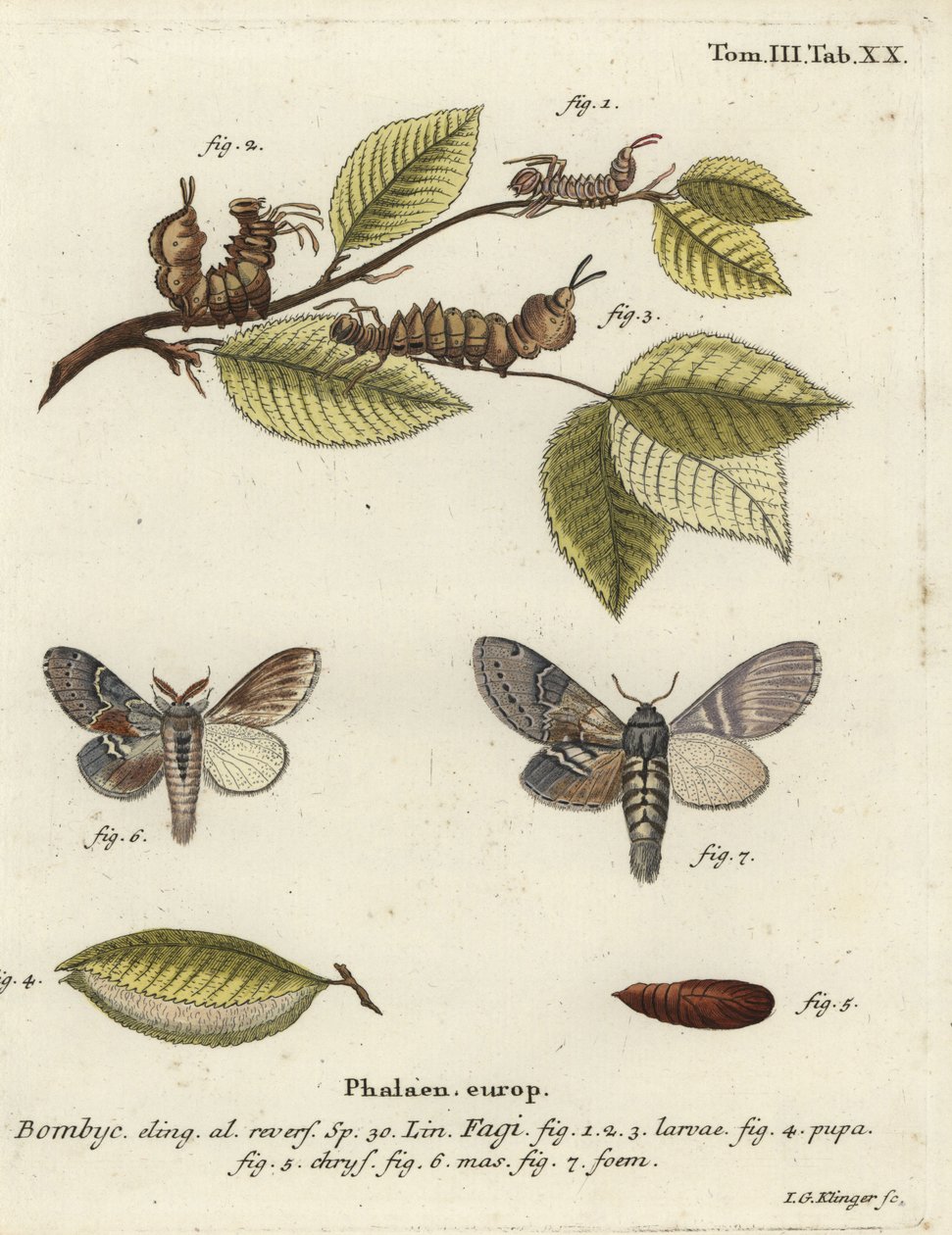 Lobster moth, Stauropus fagi by Johann Georg Klinger