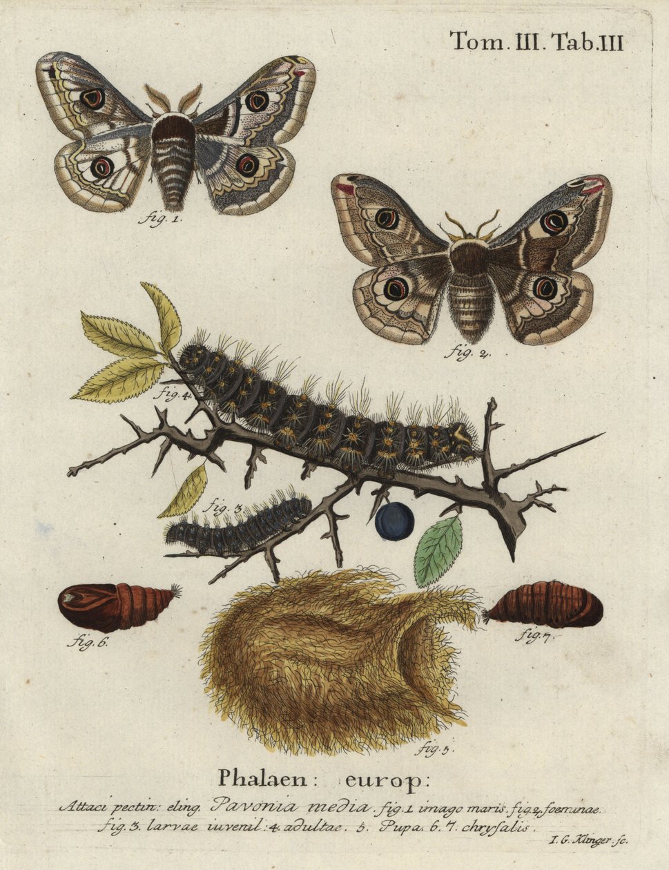 Sloe emperor moth, Saturnia spini. by Johann Georg Klinger