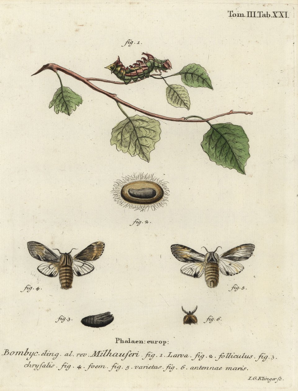 Tawny prominent moth, Harpyia milhauseri by Johann Georg Klinger