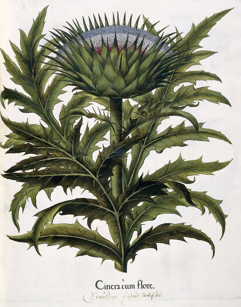 Cinera Cum Flore by Johann Georg Ziesenis