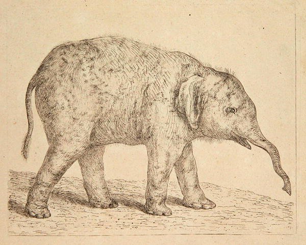 Elephant by Johann Heinrich Wilhelm Tischbein
