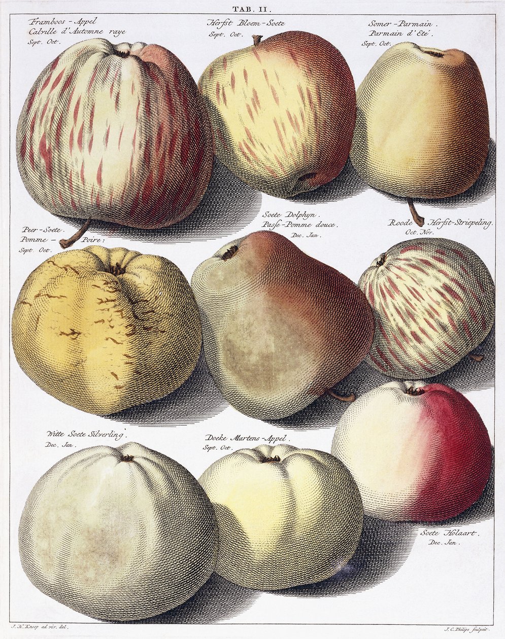 Various Apples by Johann Hermann Knoop