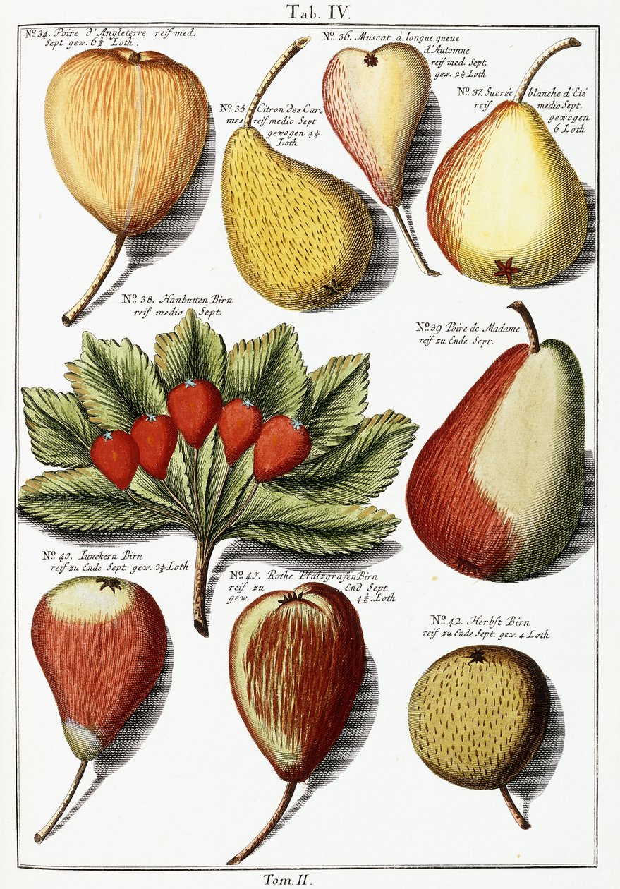 Various pear species, 1760-1766 by Johann Hermann Knoop