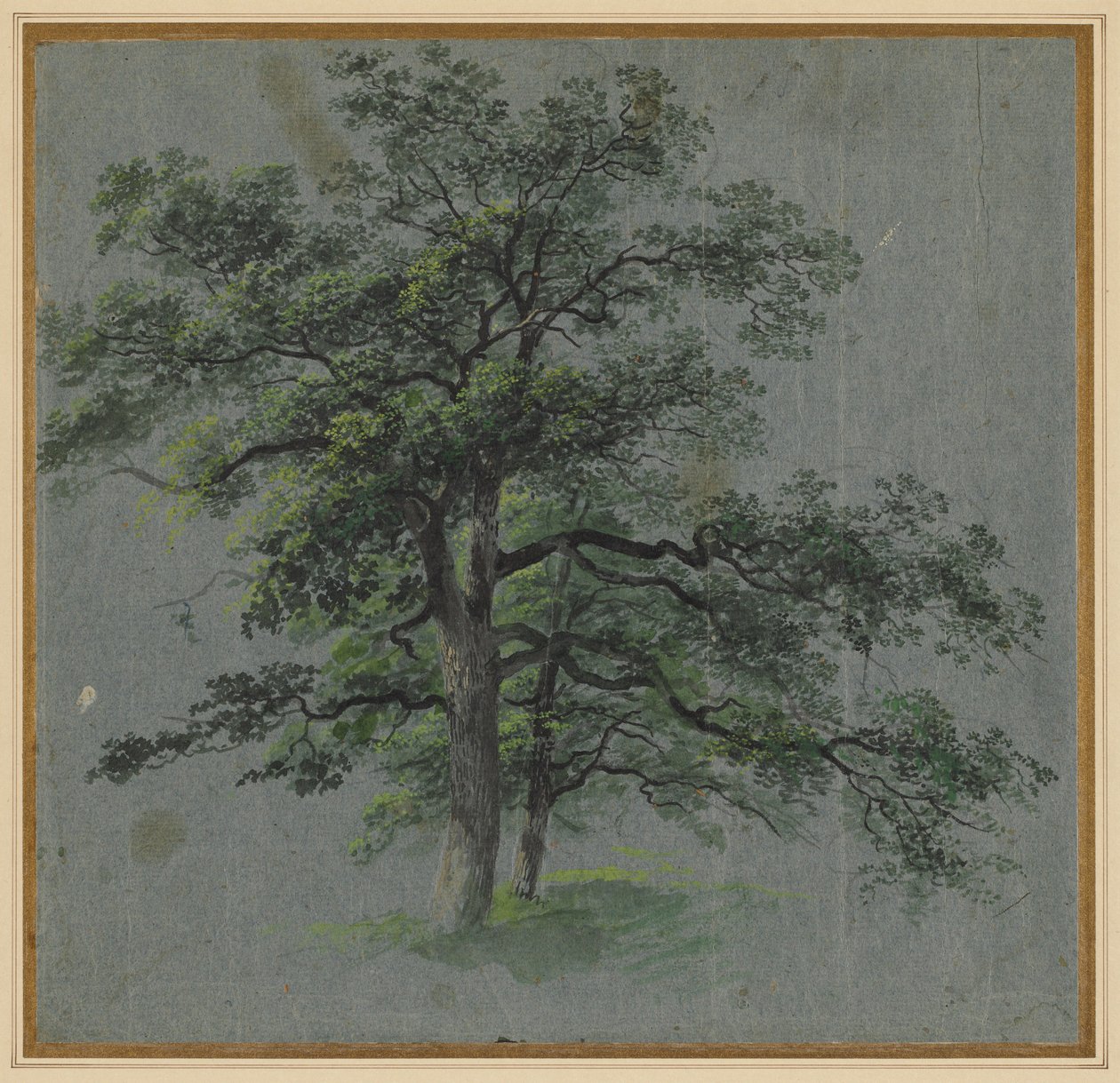 Two Trees (recto) Tree Studies (verso), first half 1800s by Johann Jacob Dorner