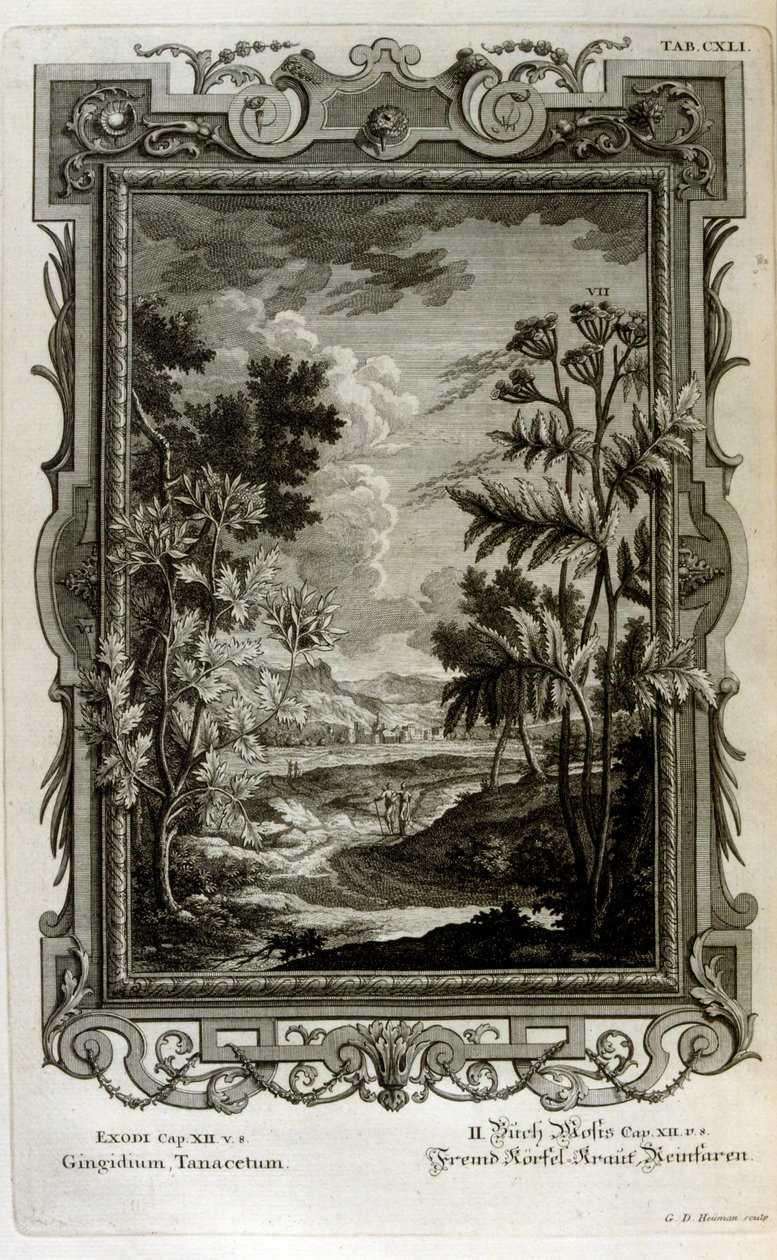 Illustration by Johann Jakob Scheuchzer