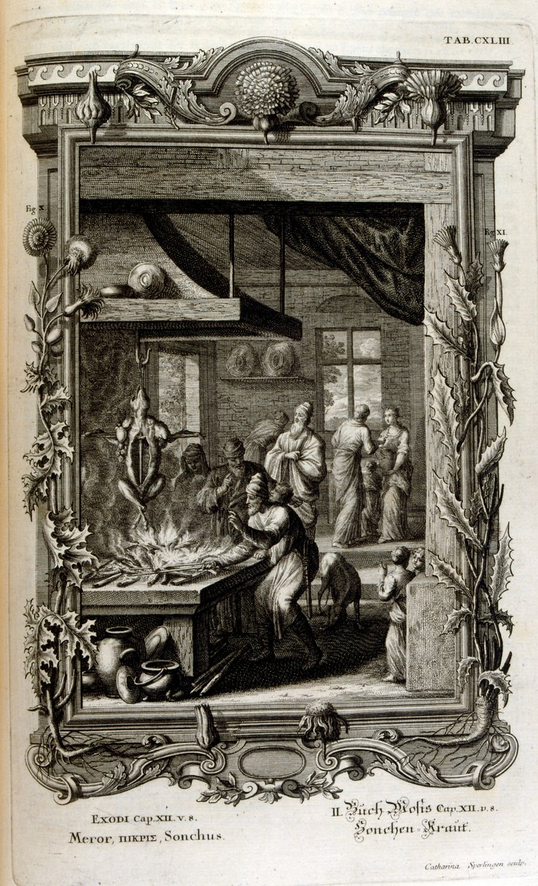 Illustration from Physique Sacree, ou Histoire-naturelle de la Bible by Johann Jakob Scheuchzer