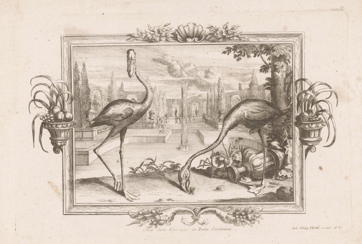 Two Flamingos (Aves Dicta Flaminges from the West Indies) by Johann Jakob Stelzer