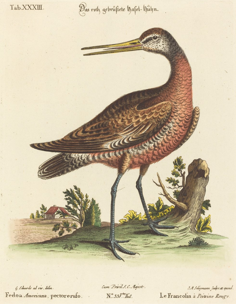 Fedoa Americana, Red-breasted by Johann Michael Seligmann after George Edwards