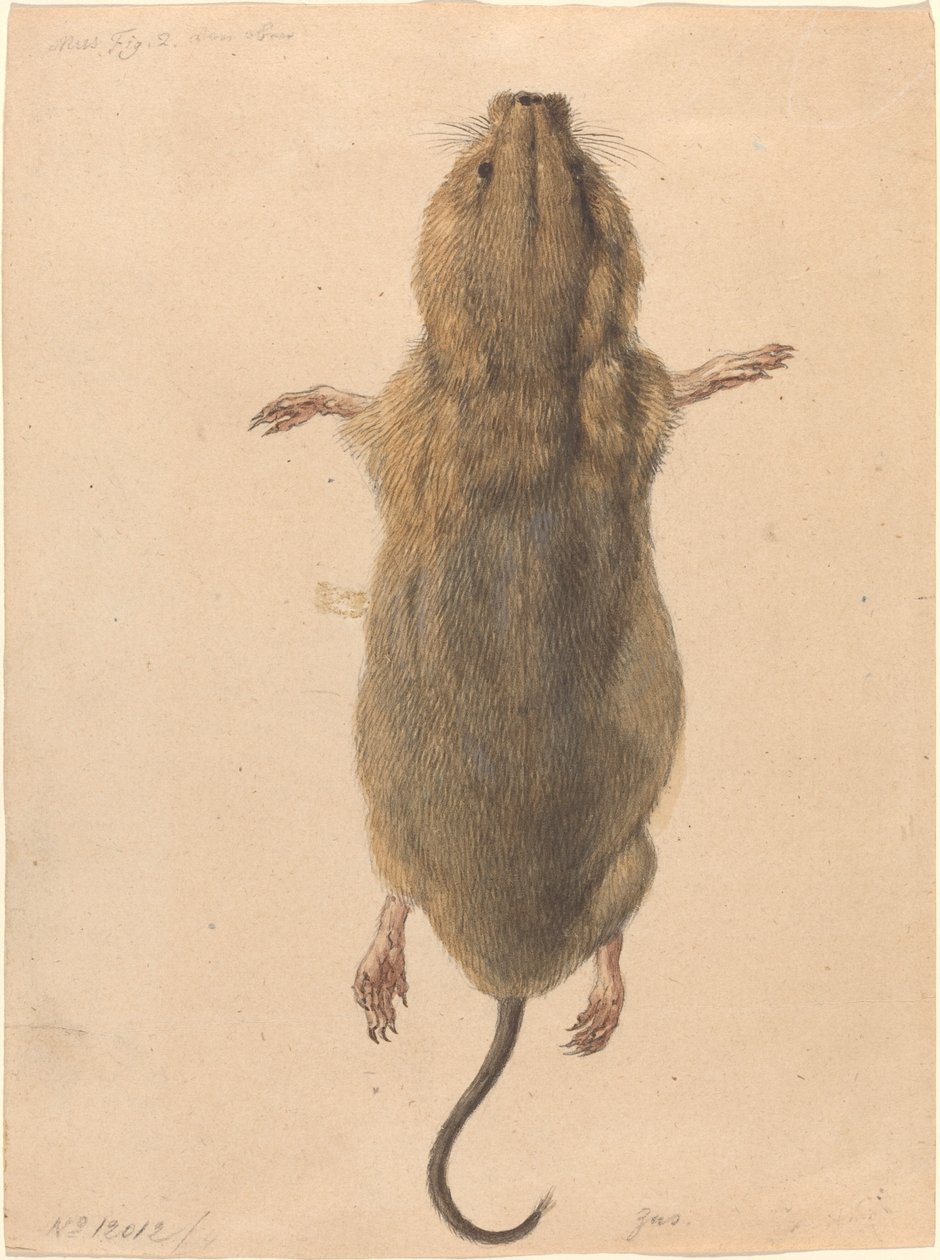 A Field Mouse, from Above by Johann Rudolph Schellenberg