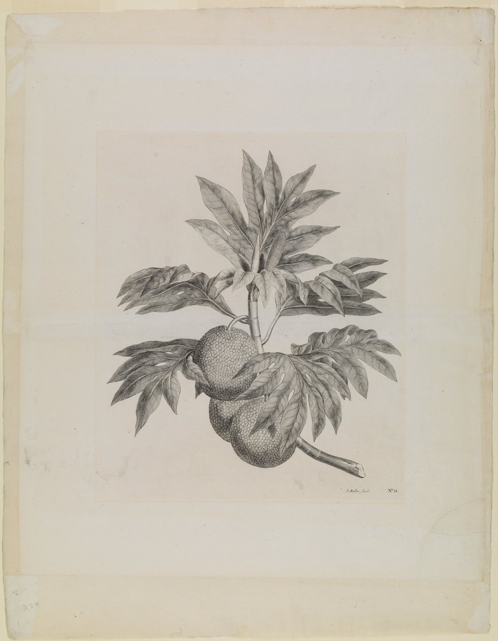 A branch of the breadfruit tree with the fruit by Johann Sebastien Muller