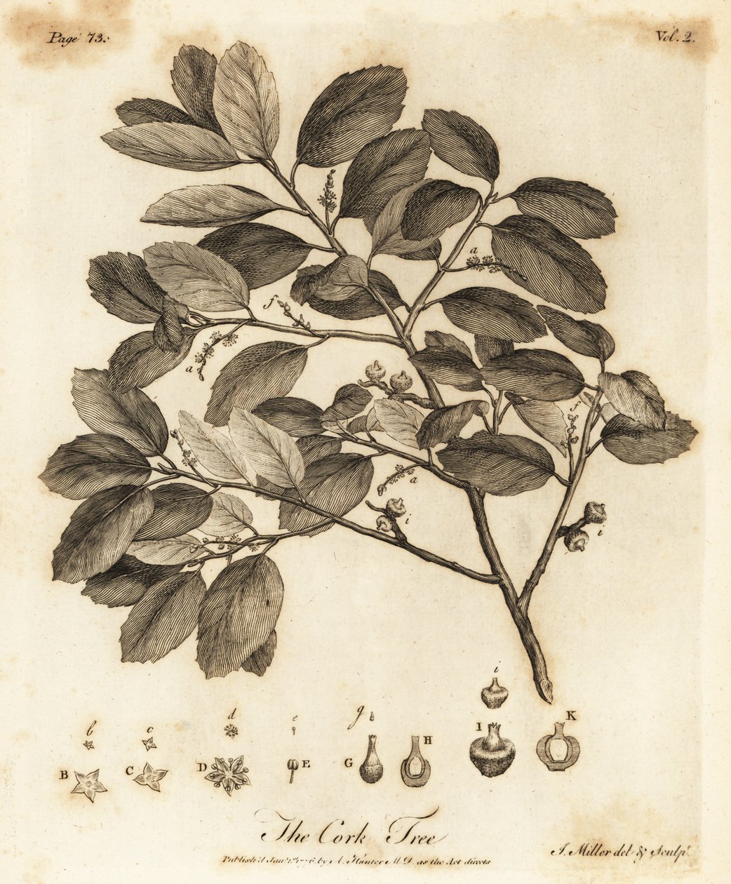 Cork Oak, Quercus Suber by Johann Sebastien Muller